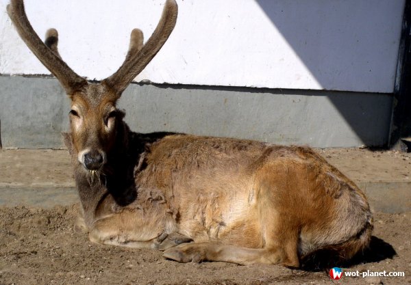 Компания Wargaming берет опеку над всеми оленями в зоопарках Беларуси