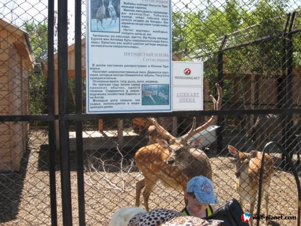 Компания Wargaming берет опеку над всеми оленями в зоопарках Беларуси